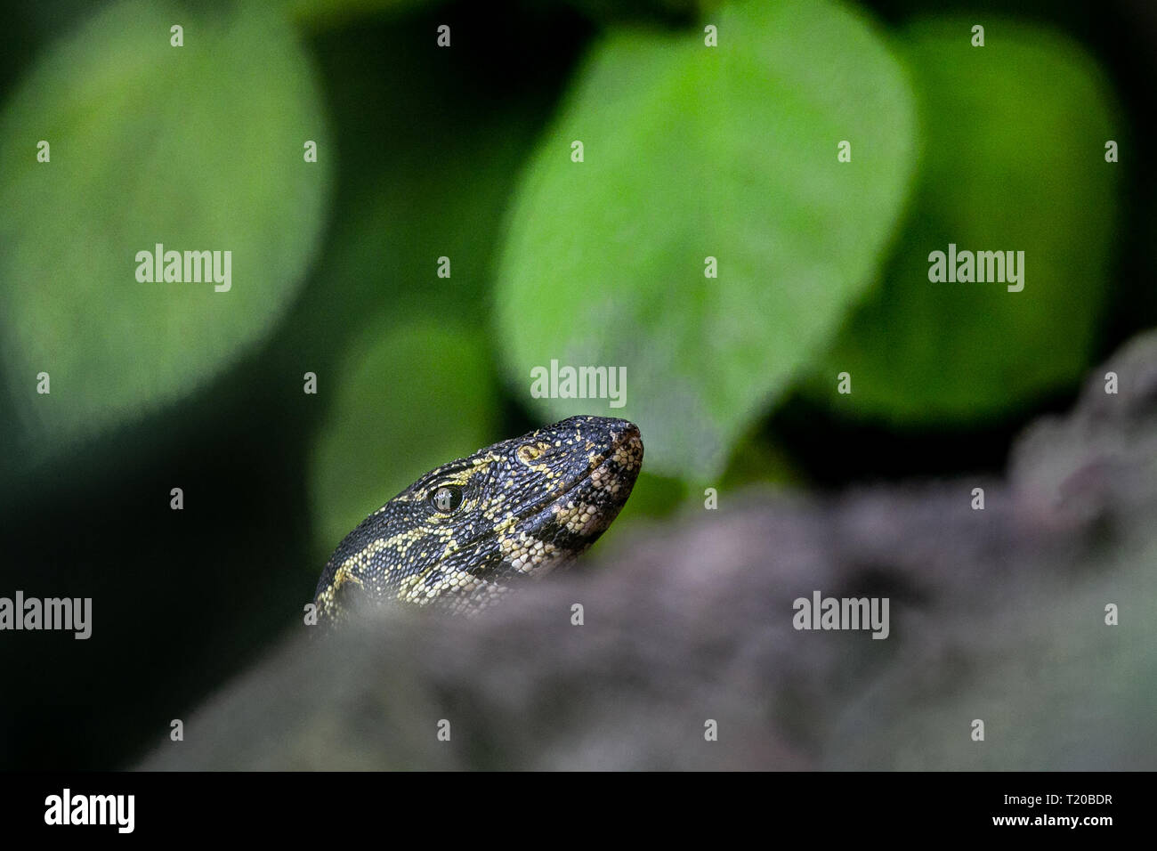 Monitor lizard mouth hires stock photography and images Alamy