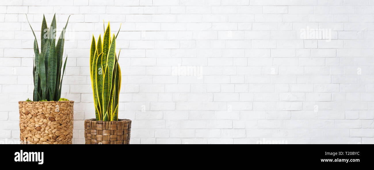 Two pots with home plants at white brick wall background. Green ...
