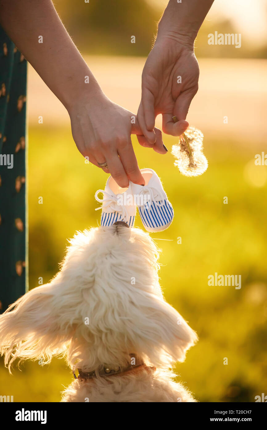 hold hands. white dog at sunset. future family Stock Photo Alamy