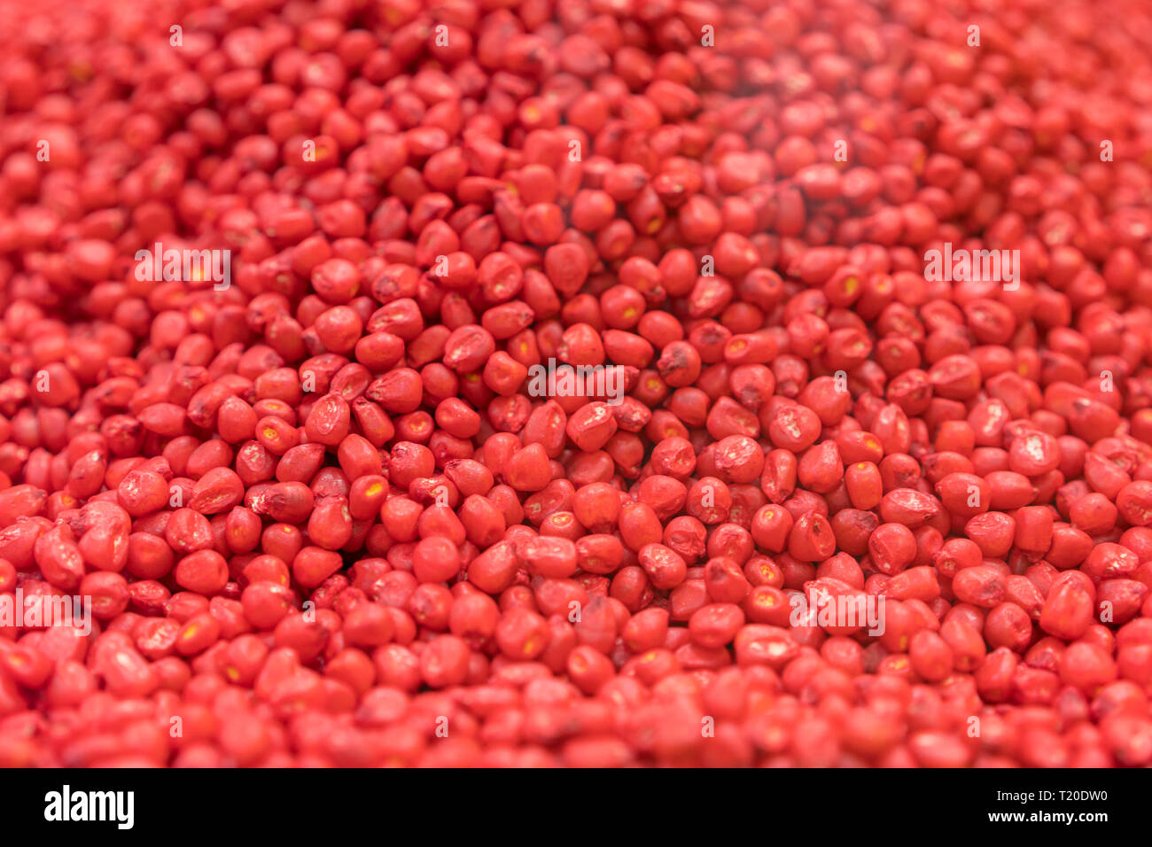 Raw Corn Seeds or Corn kernels are the fruits of corn. Maize is a grain