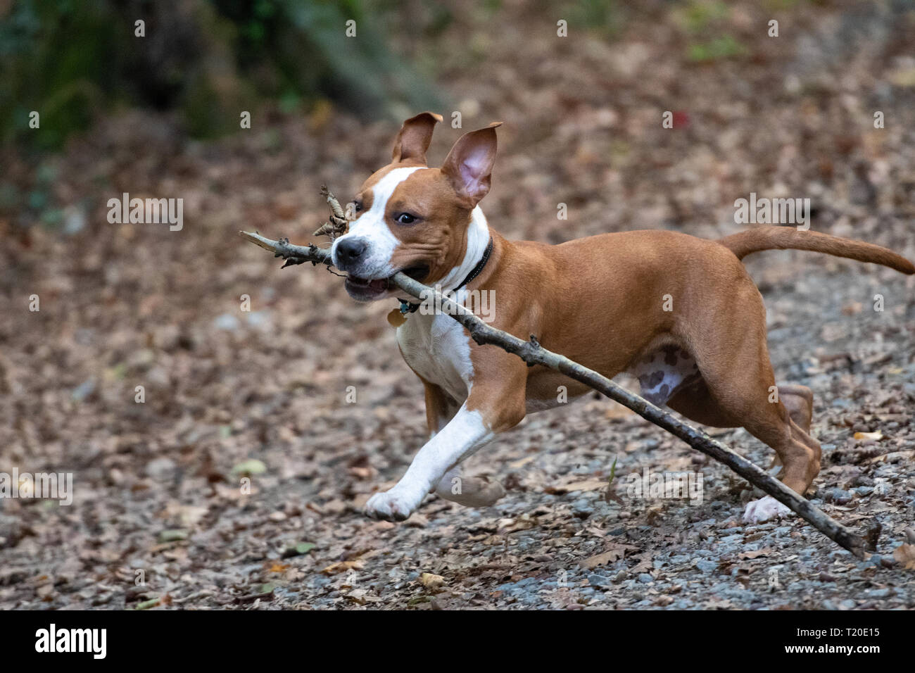 American Staffordshire Terrier puppy playing in forest. Stock Photo