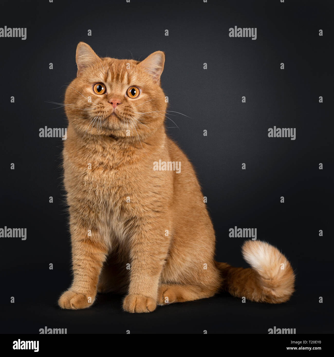 Young adult red British Shorthair male cat, sitting up facing front. Looking at camera with orange eyes. Isolated on black background. Stock Photo