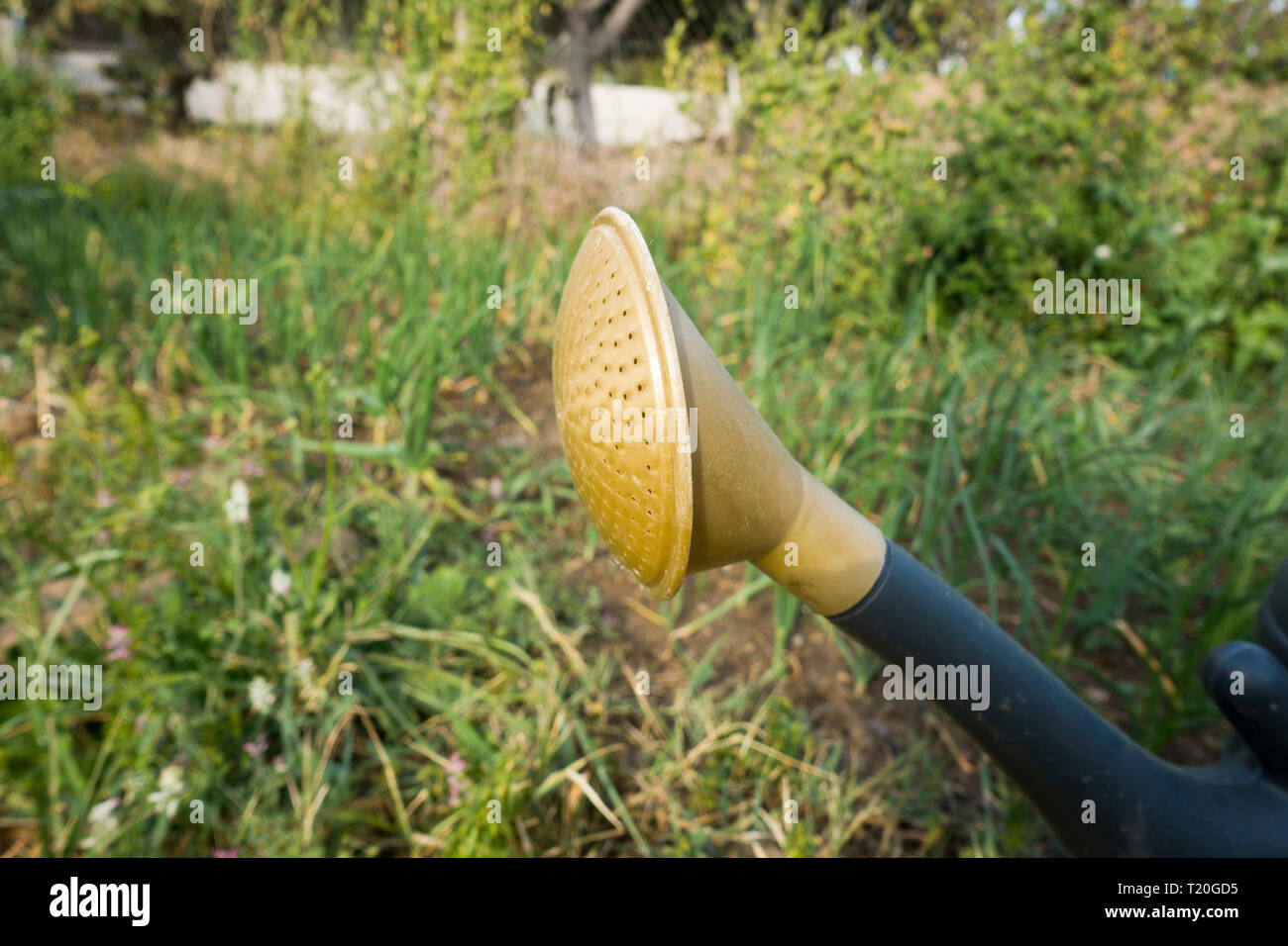 Detail of plastic watering can, in garden. Stock Photo