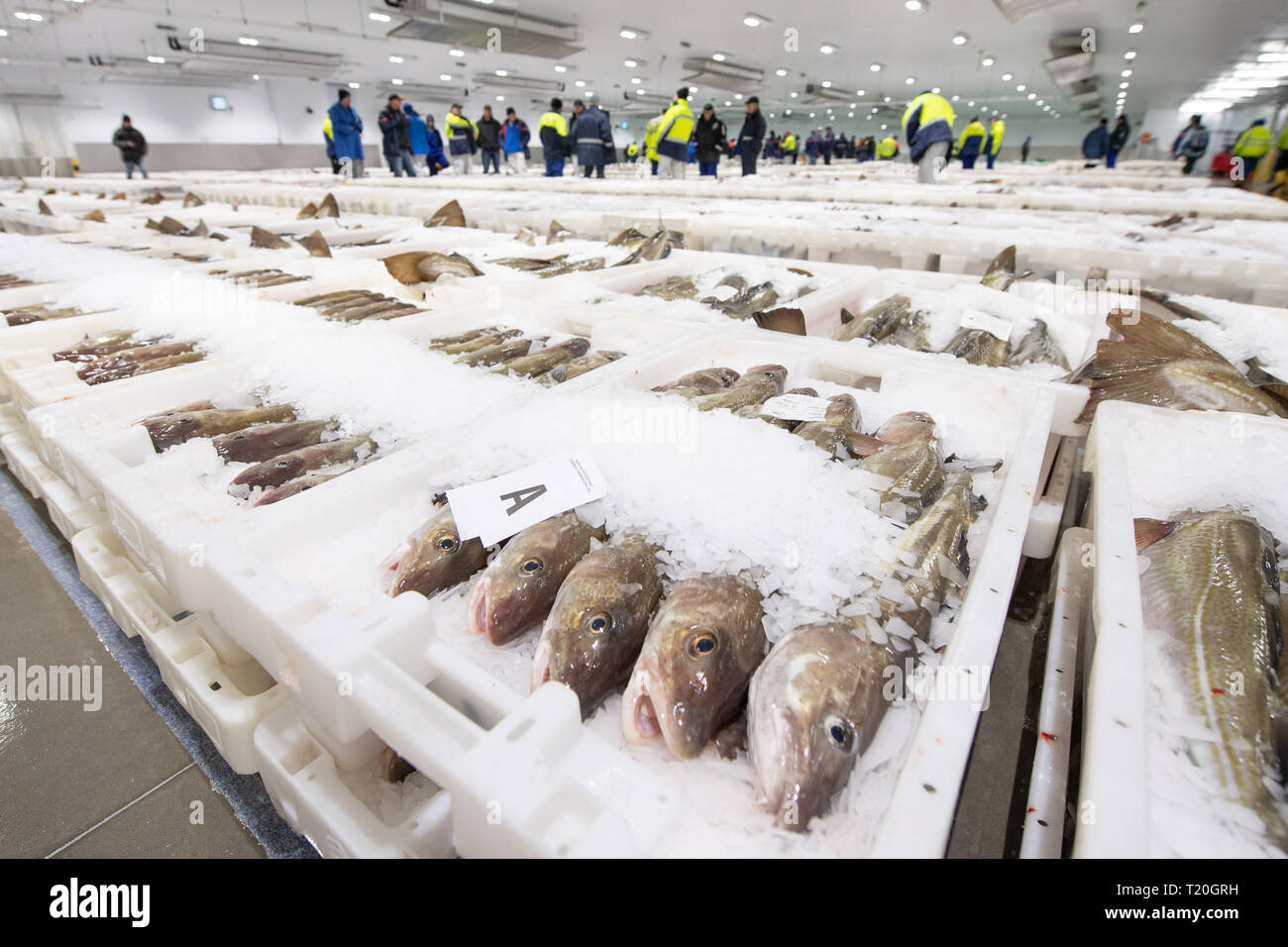 Fish merchants view trays of fish at Peterhead Fish Market in