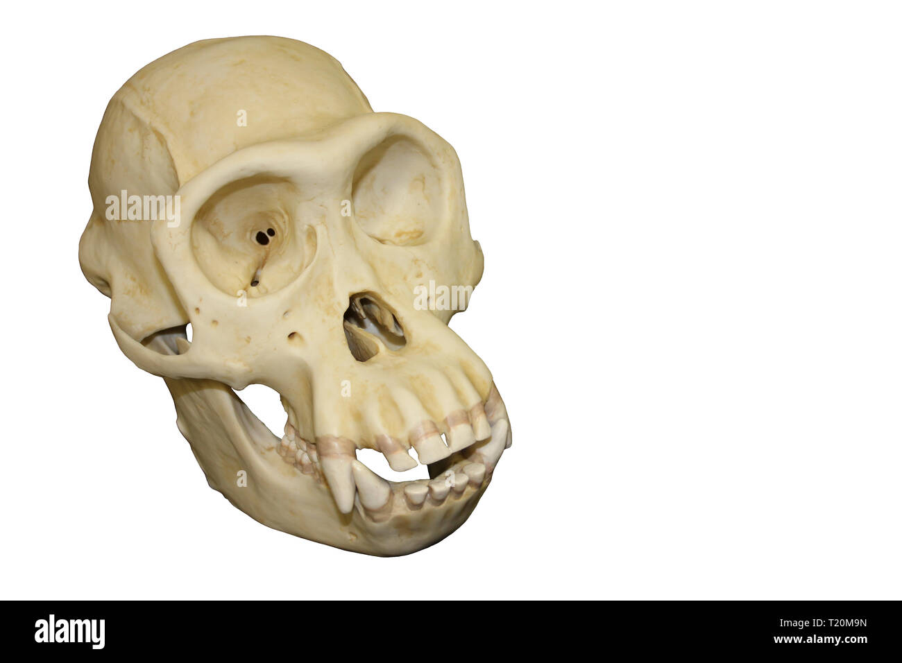 Male Chimpanzee Skull Stock Photo