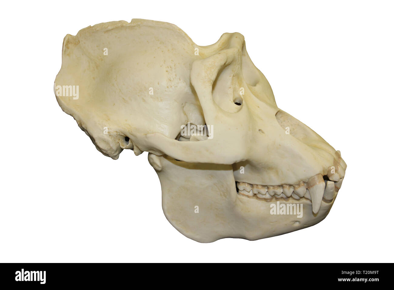 Male Gorilla Skull White Background Stock Photo