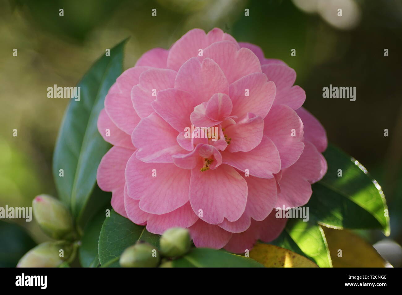 Camellia x williamsii 'Gwavas' Stock Photo