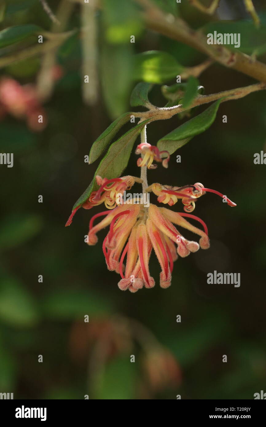 Grevillea gardens hires stock photography and images Alamy