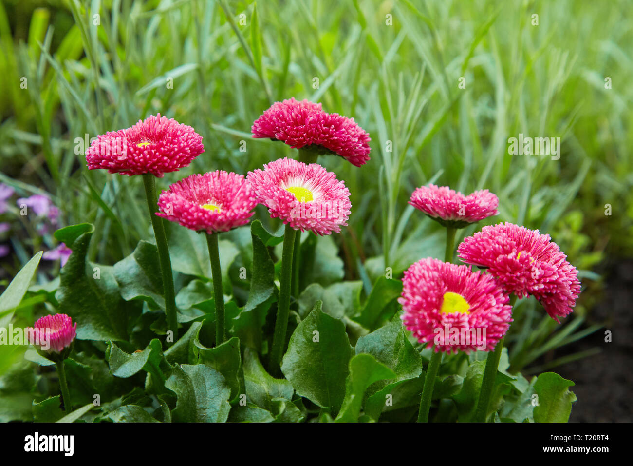 Pink English daisies - Bellis perennis - in spring garden. Bellasima rose. Blooming seedlings bunch with bright green leaves and pink flowerheads Stock Photo