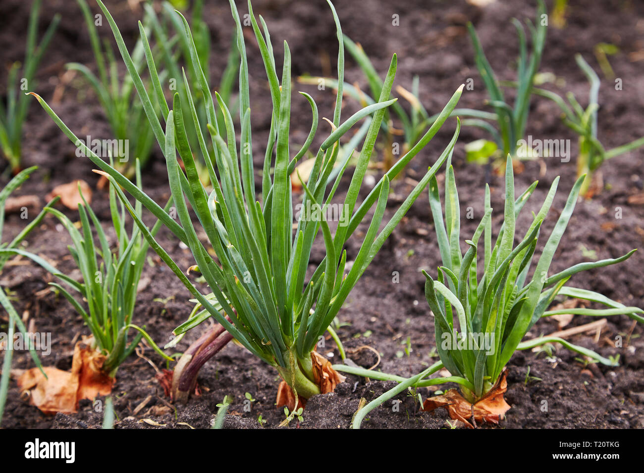 green onions growing in the greenhouse. Young spring rows onions in the ground Stock Photo Alamy