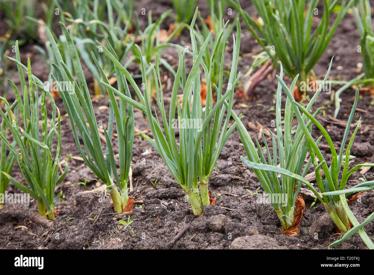 green onions growing in the greenhouse. Young spring rows onions in the