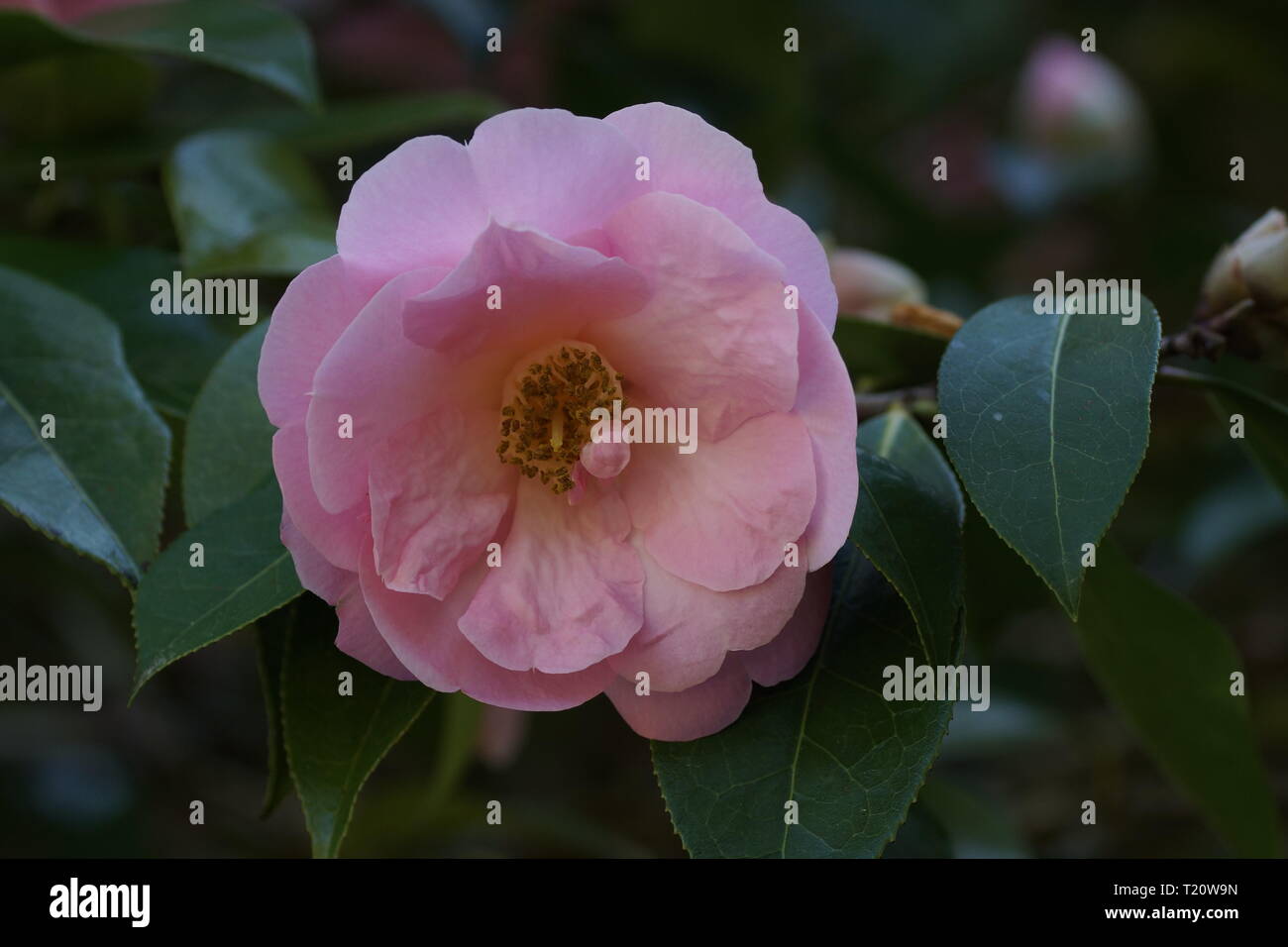 Camellia x williamsii 'Jenefer Carlyon' Stock Photo