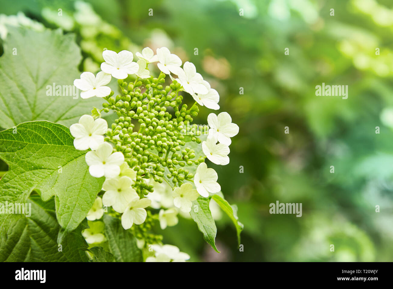 Flowers of blooming guelder-rose. Corymbose inflorescence of the ...