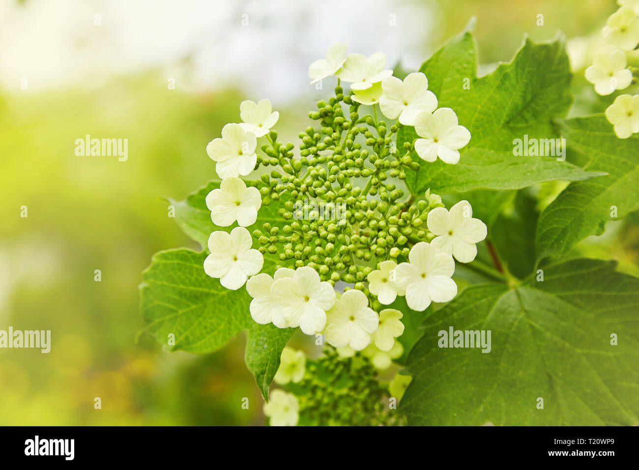 Flowers of blooming guelder-rose. Corymbose inflorescence of the ...
