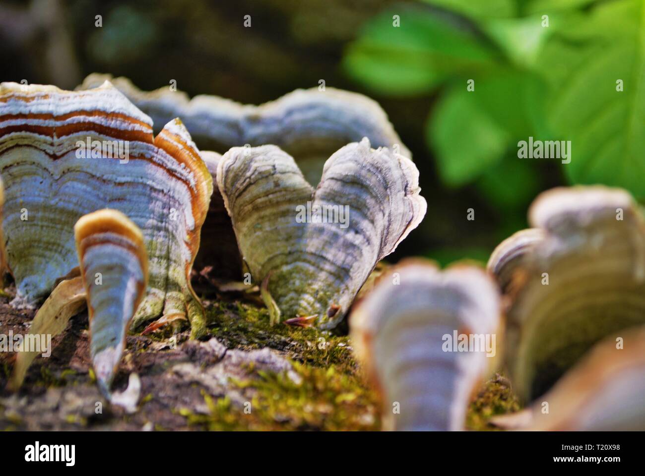 fungus and moss growing on a dead fallen tree Stock Photo