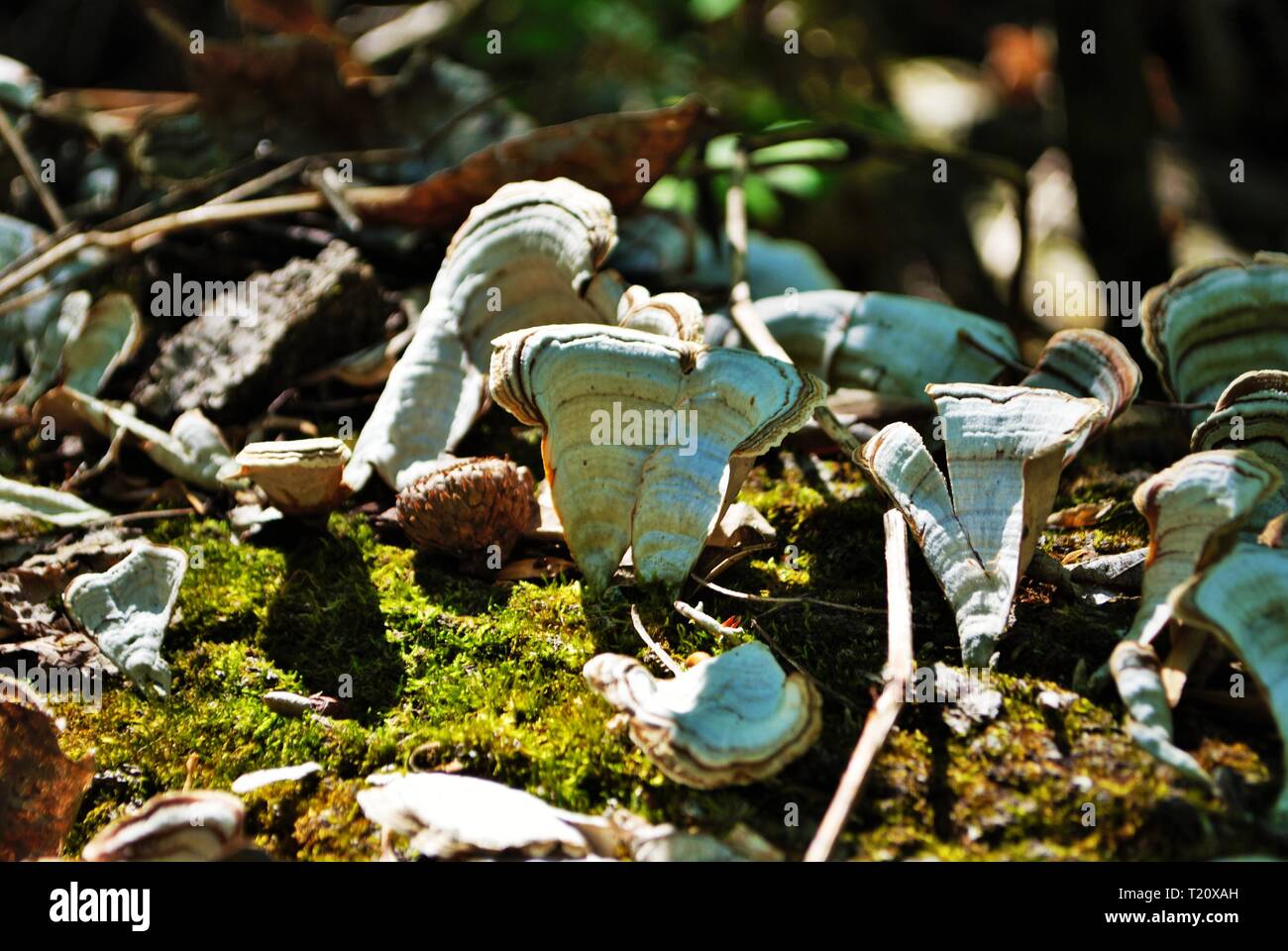 fungus and moss growing on a dead fallen tree Stock Photo