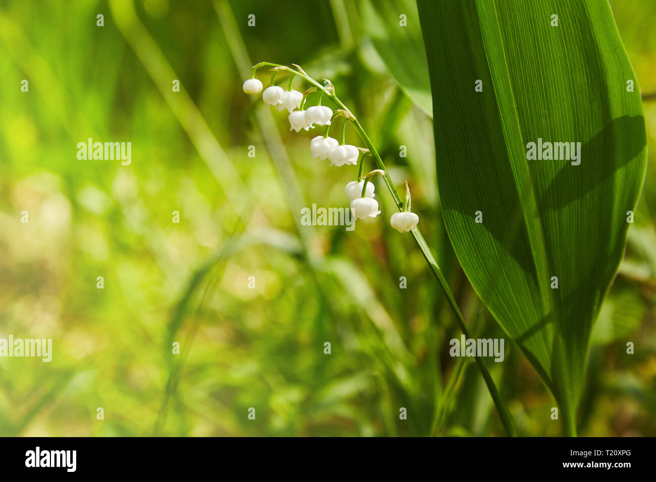lily of the valley, valley lily Stock Photo Alamy
