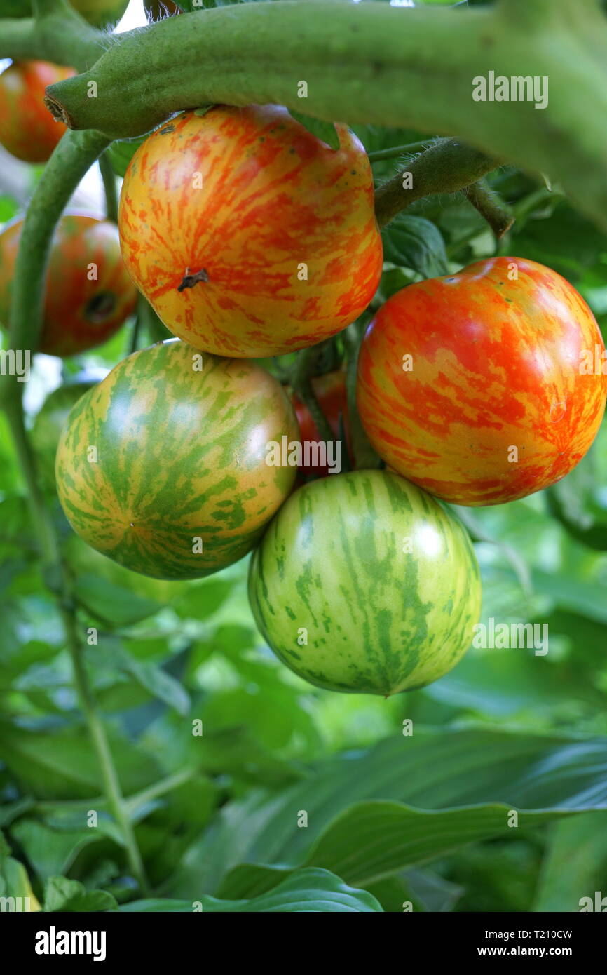 Growing green zebra tomatoes hires stock photography and images Alamy