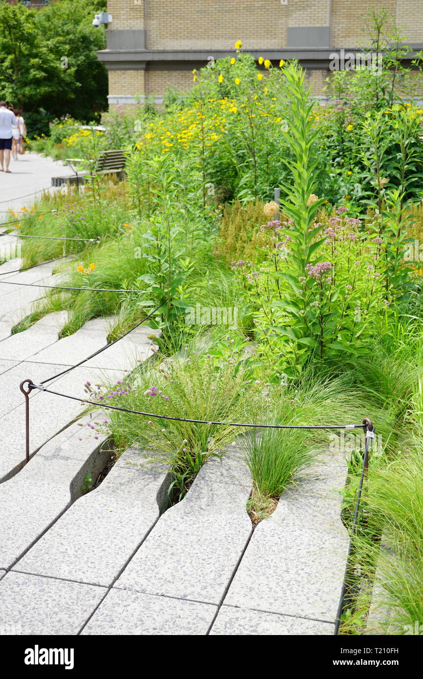 Plants growing on the Highline in New York City Stock Photo
