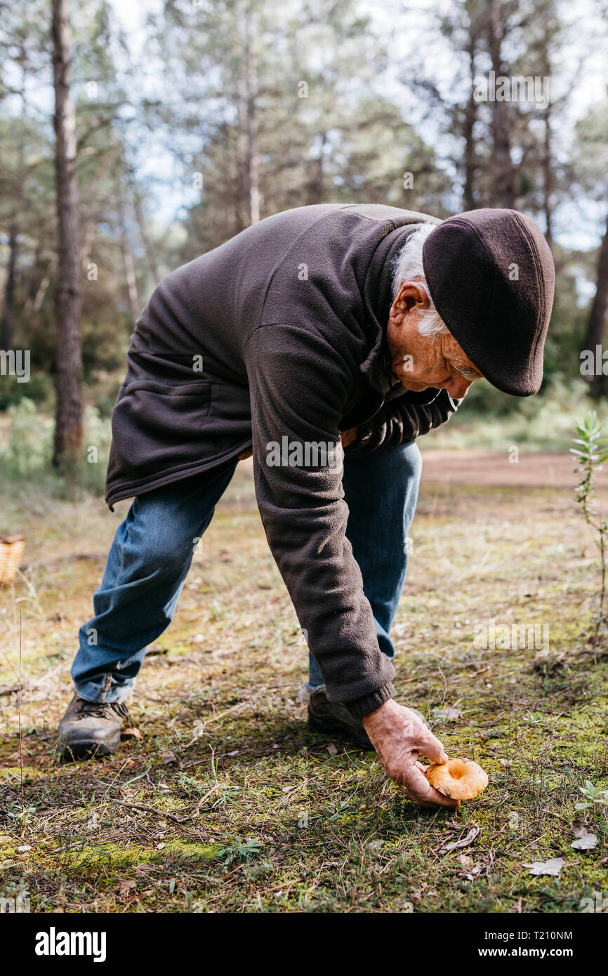 Senior man finding mushroom in the forest Stock Photo
