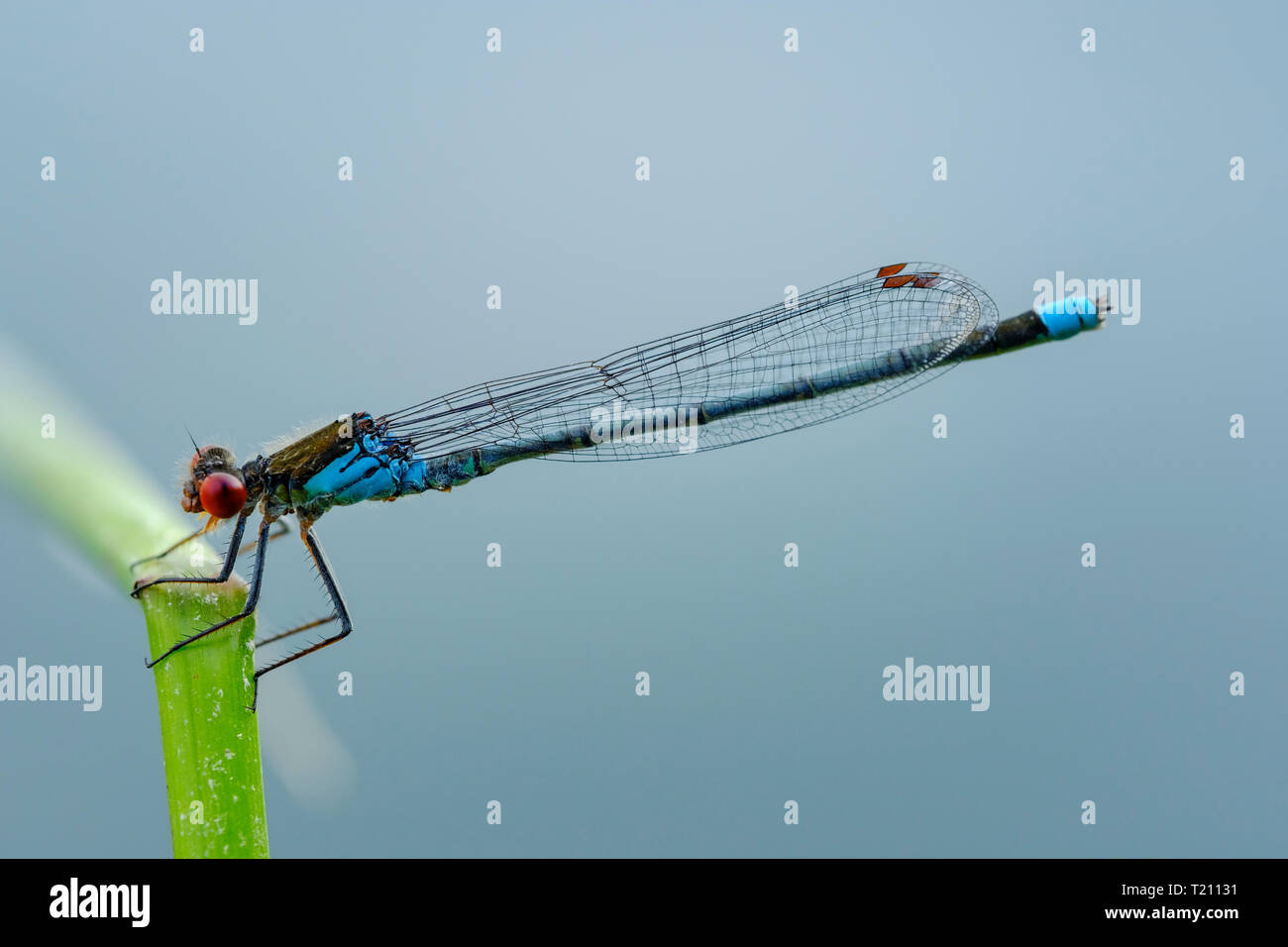 Male red-eyed damselfly in front of blue background Stock Photo