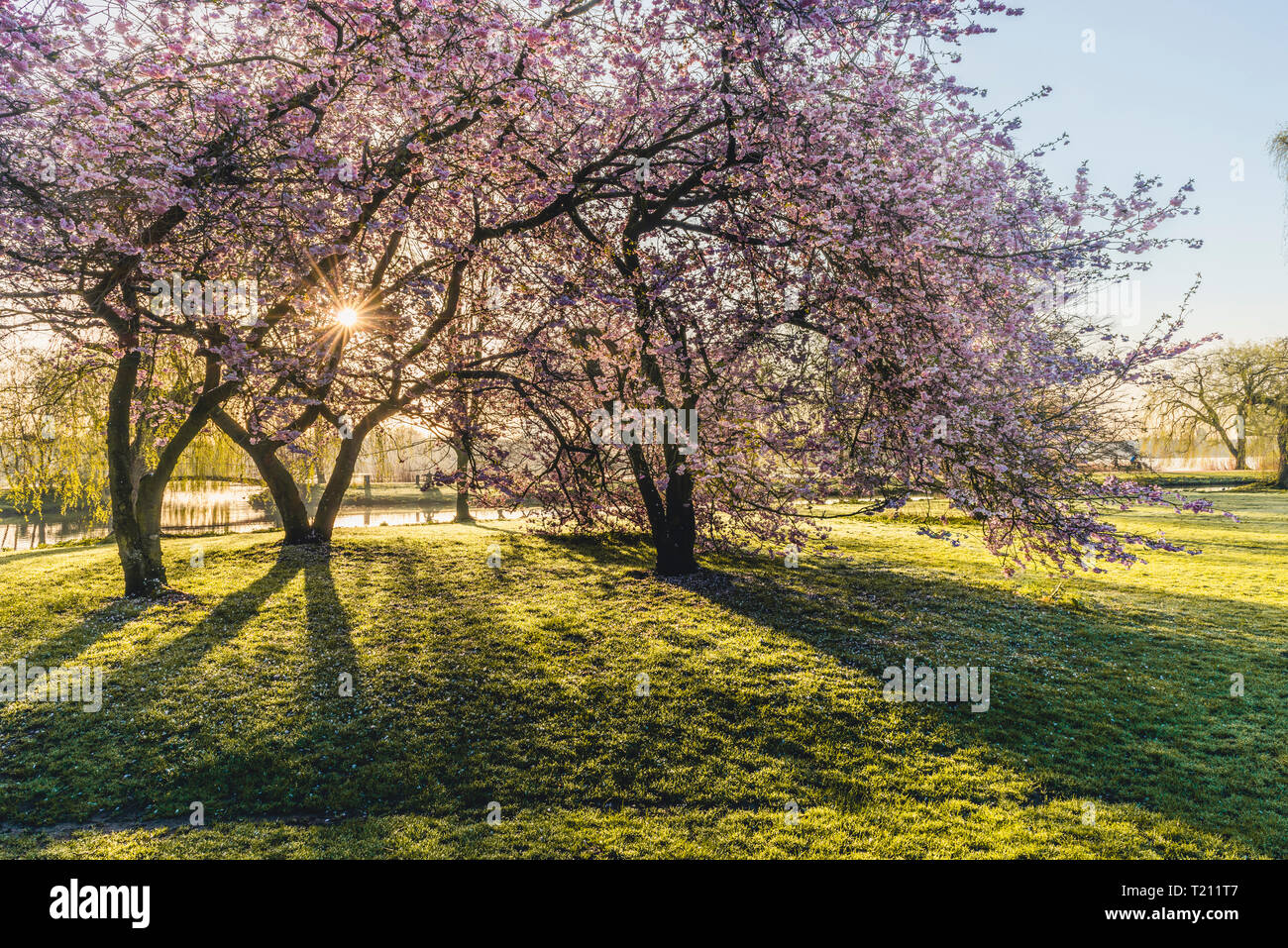Germany, Hamburg, Alsterpark, flowering cherry trees Stock Photo