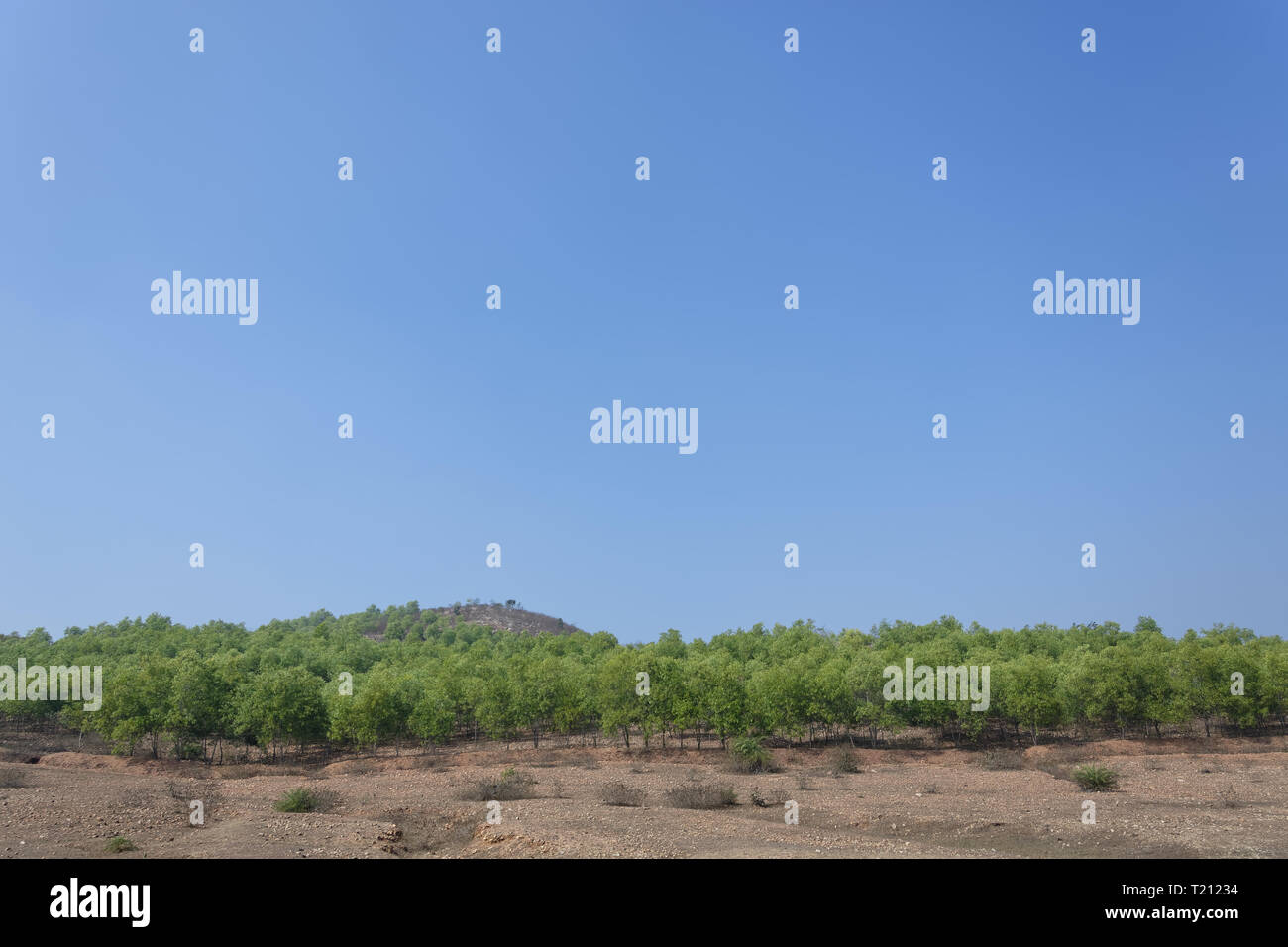 Green trees on Indian dry land beneath the clear blue sky Stock Photo ...