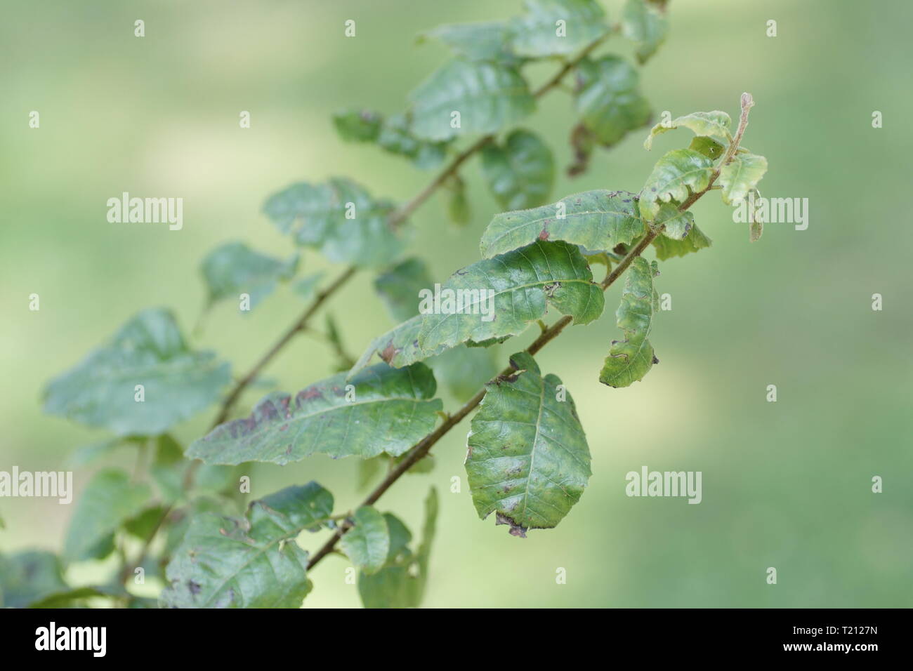 Schinus latifolia Stock Photo