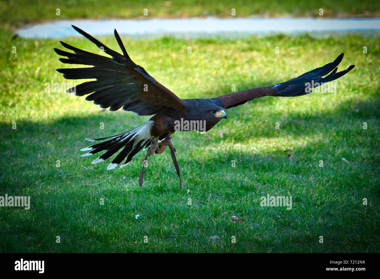 Eagle Wild Bird Stock Photo Alamy