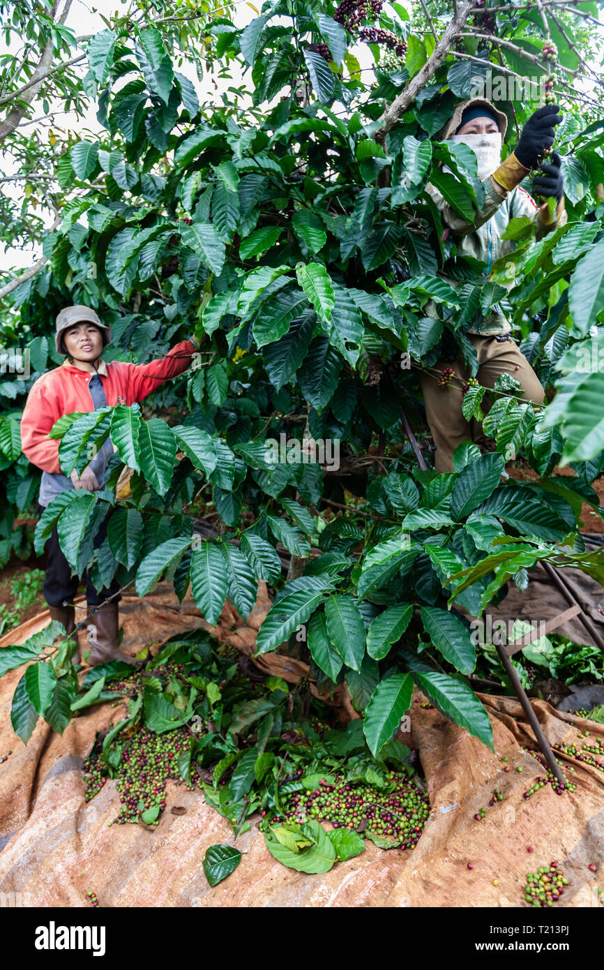 Two female coffee plantation workers  in the central highlands of Vietnam near Dalat. Coffee is one of the provinces most important exports. Stock Photo