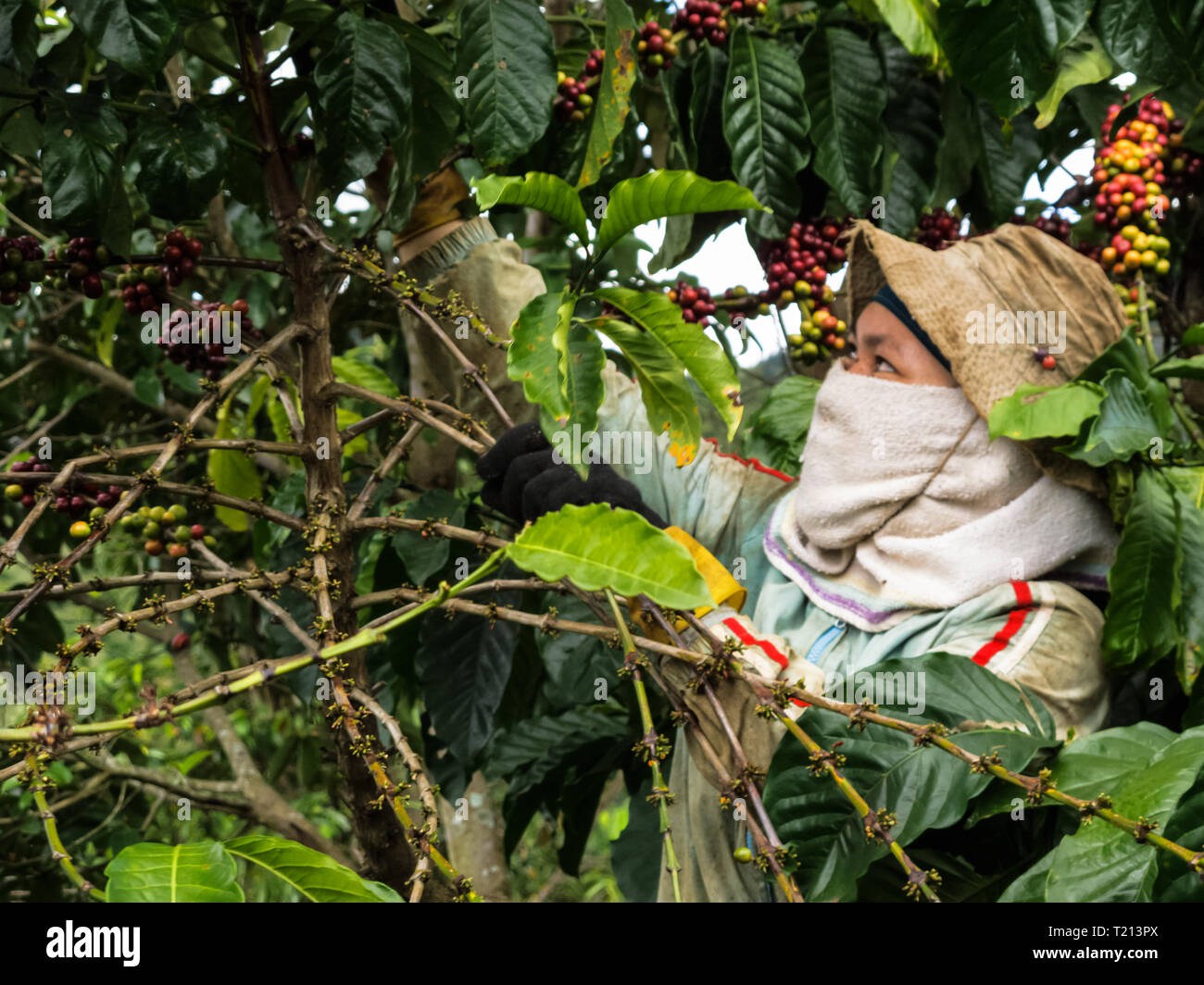Coffee worker with towek mask on face on a plantation in the central highlands of Vietnam near Dalat. Coffee is one of the provinces most important ex Stock Photo
