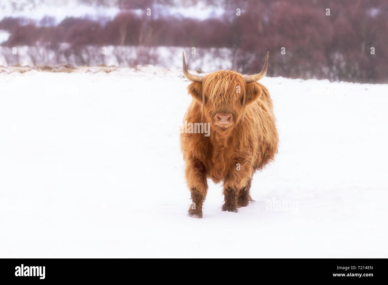 UK Scotland, Highlands, Highland Cattle (Bos Taurus), snow, winter, Stock Photo