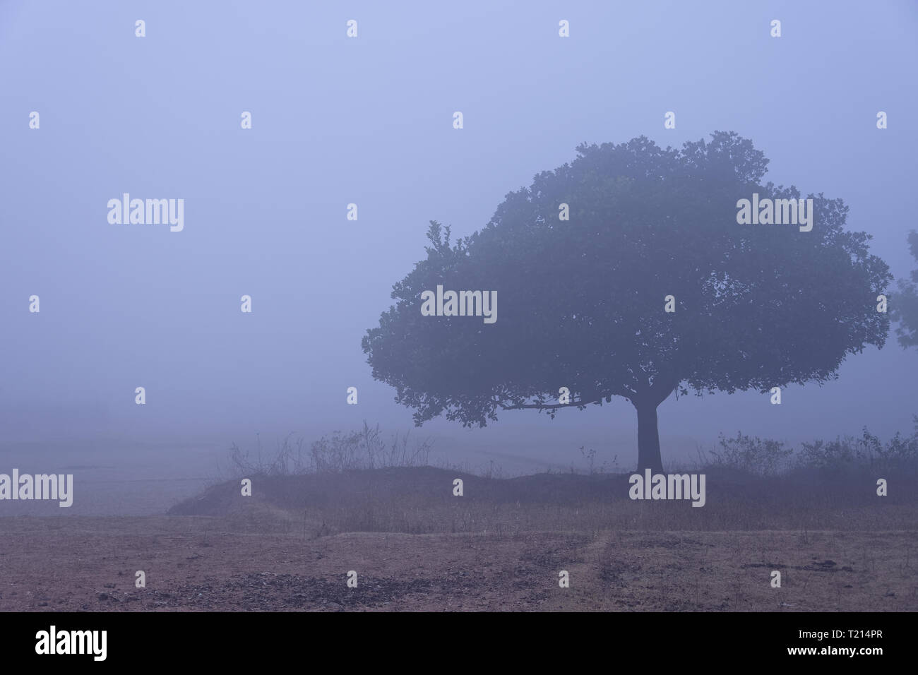 A lonely tree on the foggy winter morning Stock Photo - Alamy