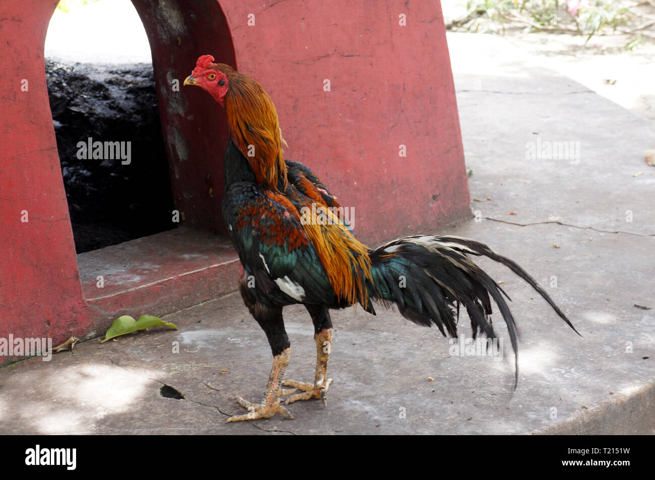 fighting chicken entering temple furnace Stock Photo