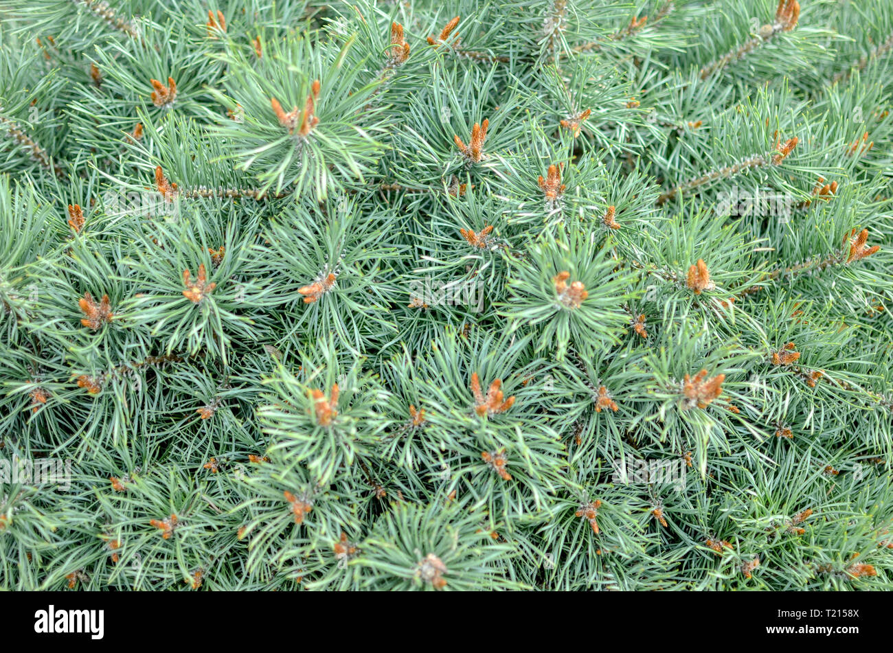 Green closeup of spruce conica, with blured background Stock Photo