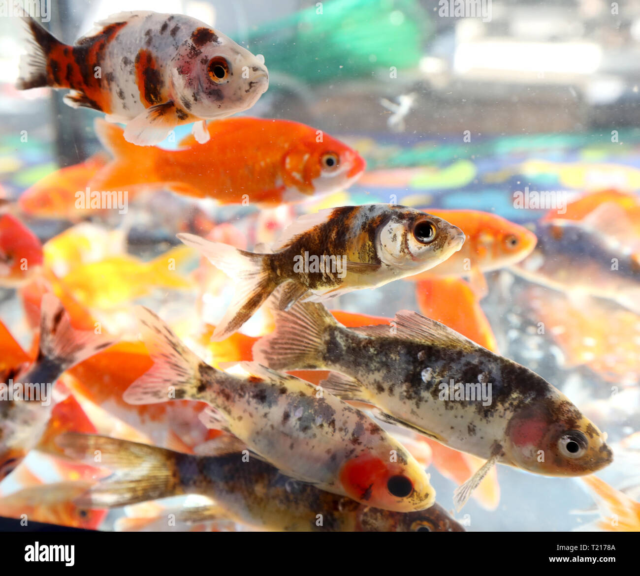 Many Small Goldfish Swim In An Aquarium In A Pet Shop Stock Photo