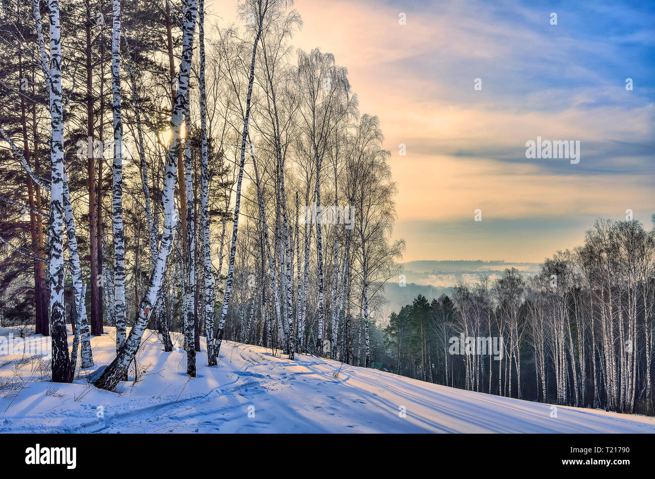 Sunrise in the mountain winter forest.  Gentle pink morning sunlight among white trunks of birch trees, pines on snowy slopes of hills - fairy tale of Stock Photo