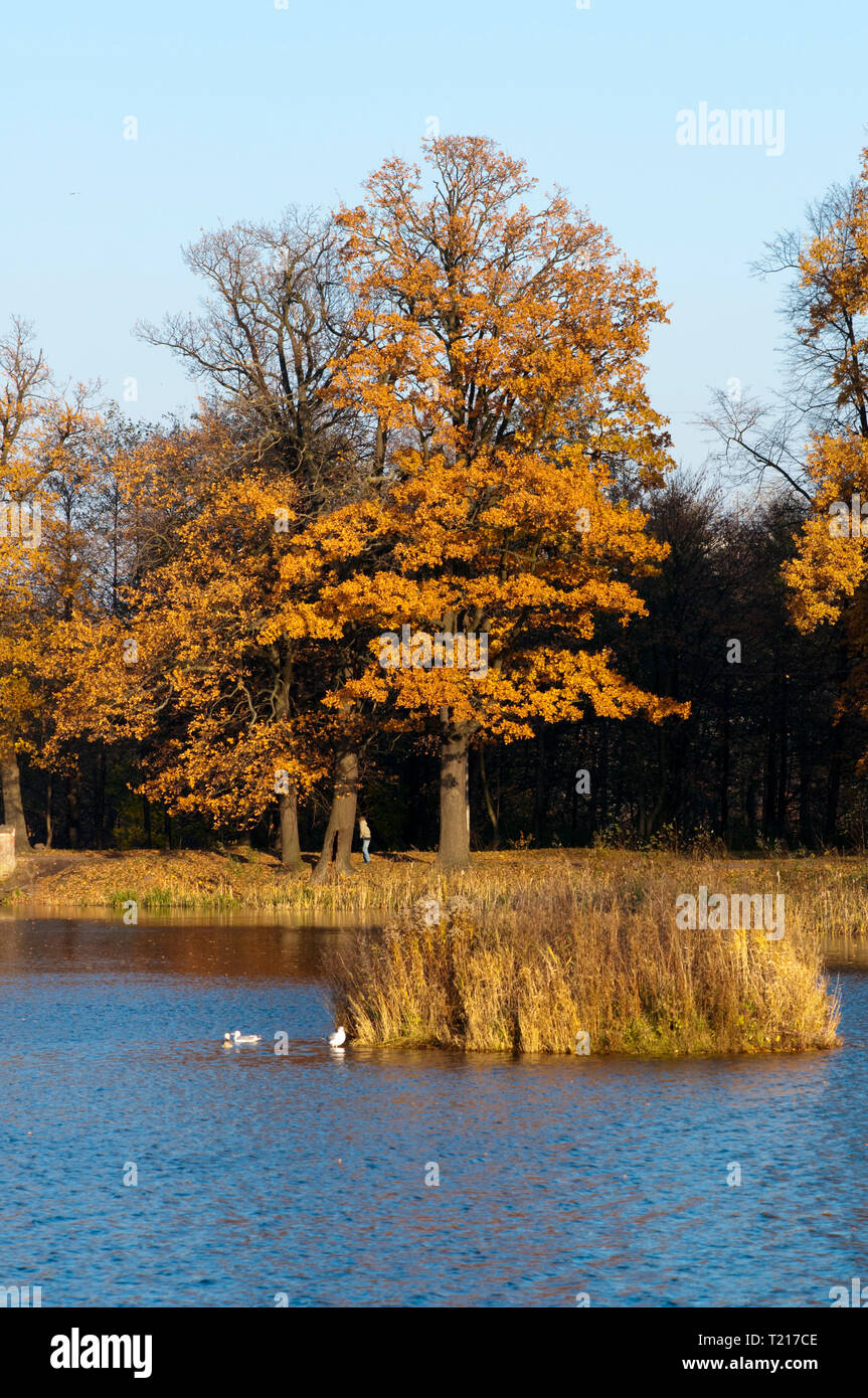 High resolution image. Autumn forest on the bank of lake Stock Photo ...