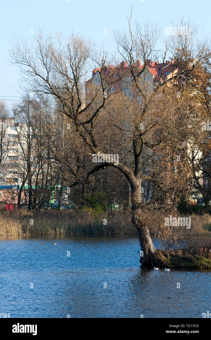 High resolution image. Autumn forest on the bank of lake Stock Photo ...