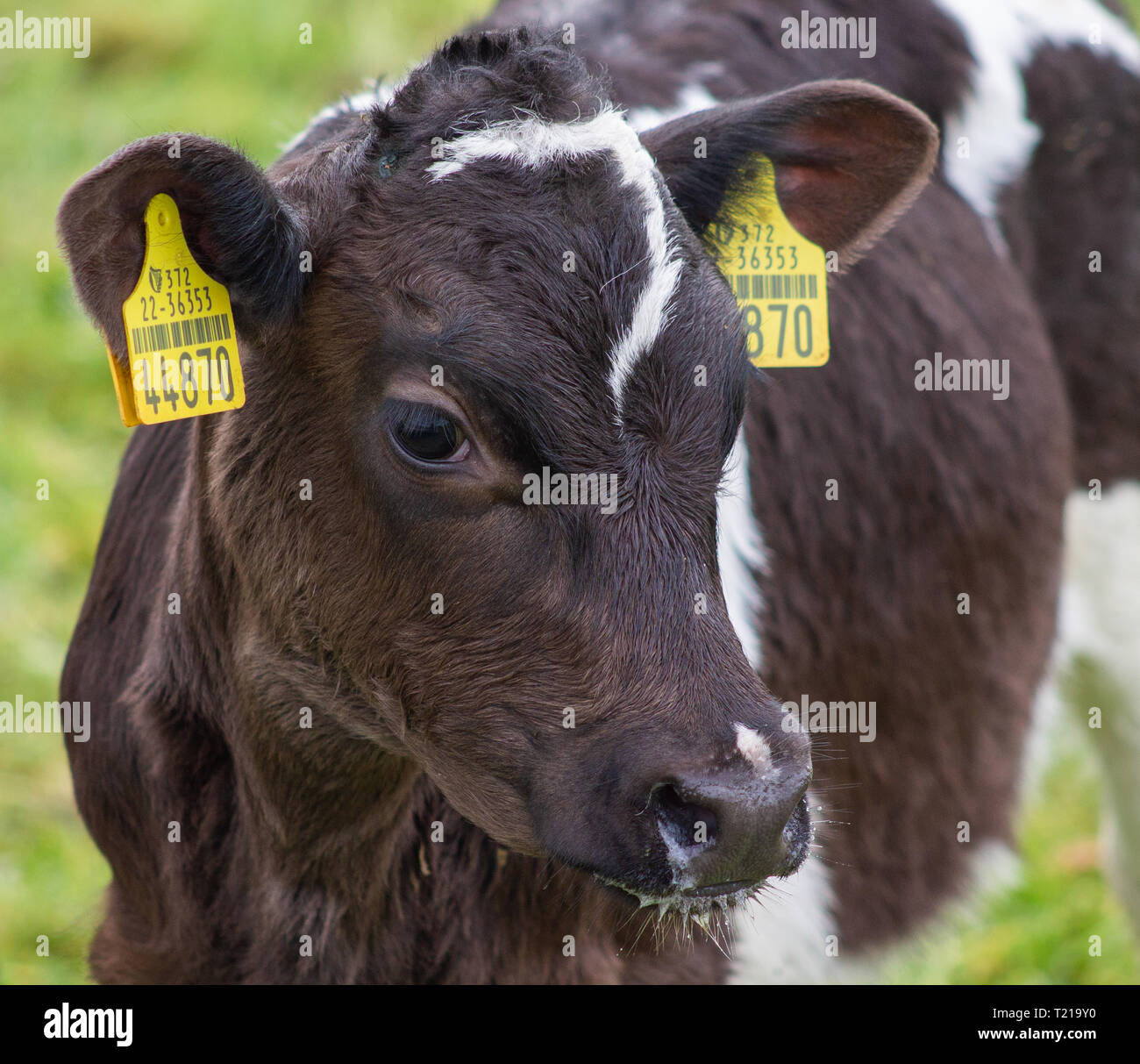 close up friesian cross breed calf Stock Photo