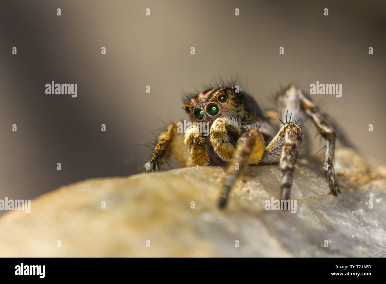 This spider is known to eat small insects like grasshoppers, flies, bees as well as other small spiders. Stock Photo