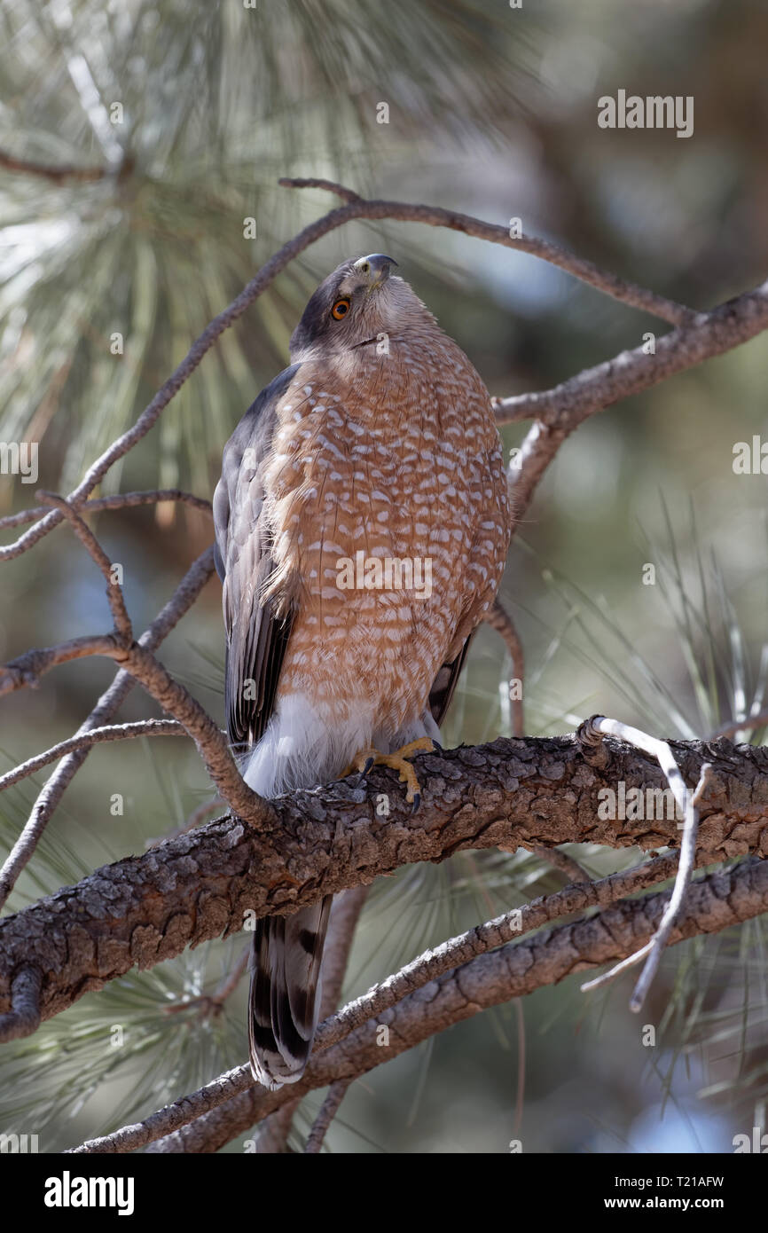 Female coopers hawk hi-res stock photography and images - Alamy