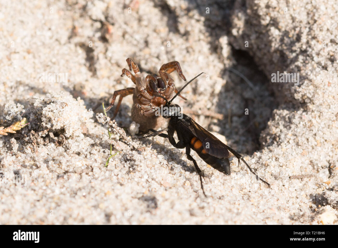 Black-banded spider wasp (Anoplius viaticus), a spider-hunting wasp, on sandy heath with a paralysed spider for provisioning its nest, Surrey, UK Stock Photo