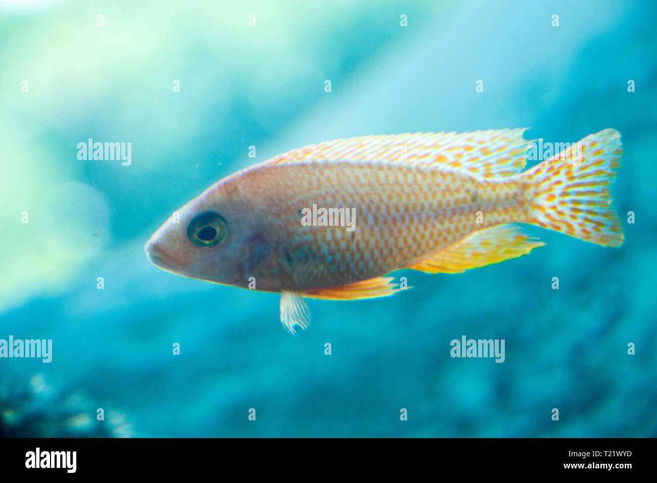 Beautiful colorful fish swims in the aquarium environment Stock Photo ...