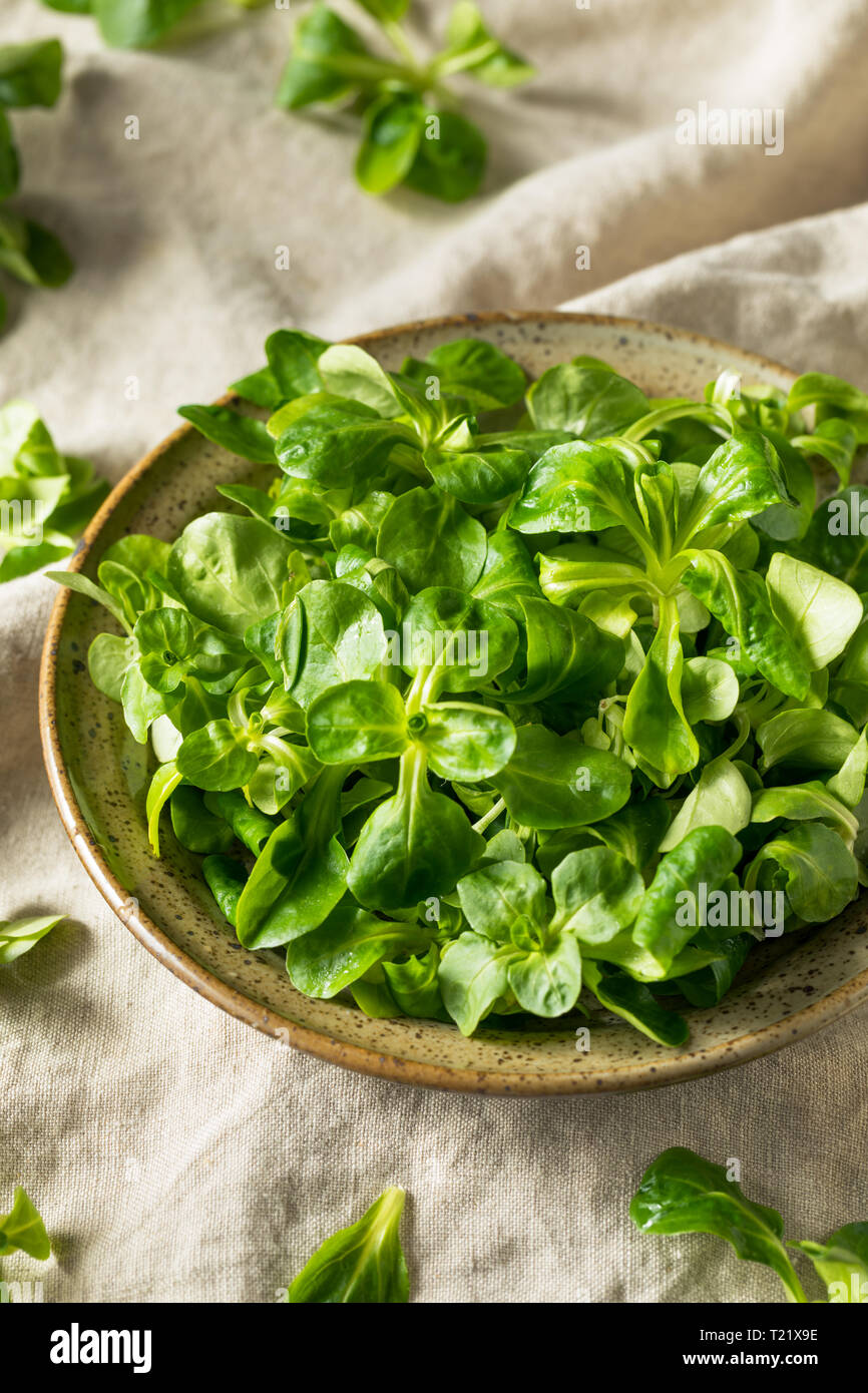 Raw Green Organic Mache Rosettes in a Bowl Stock Photo