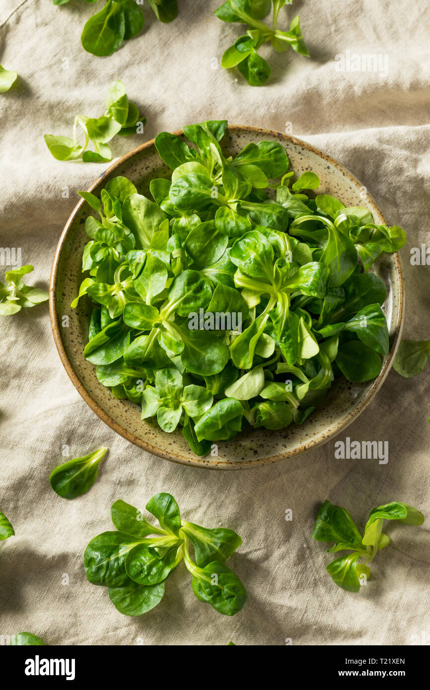Raw Green Organic Mache Rosettes in a Bowl Stock Photo