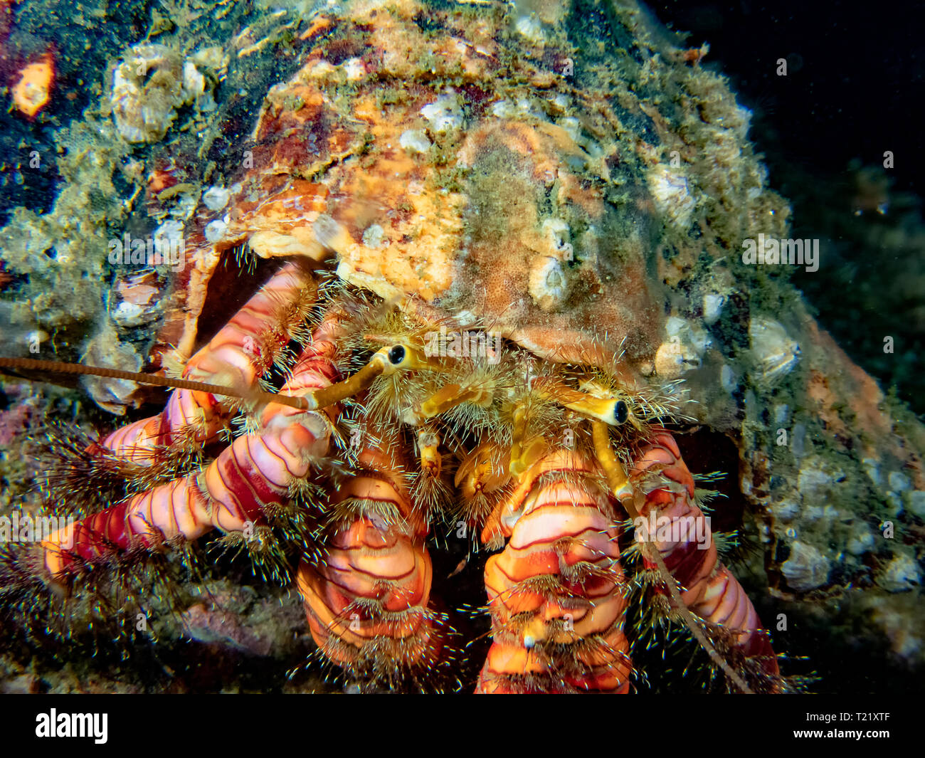 Elegant Hermit Crab (Aniculus elegans) Stock Photo