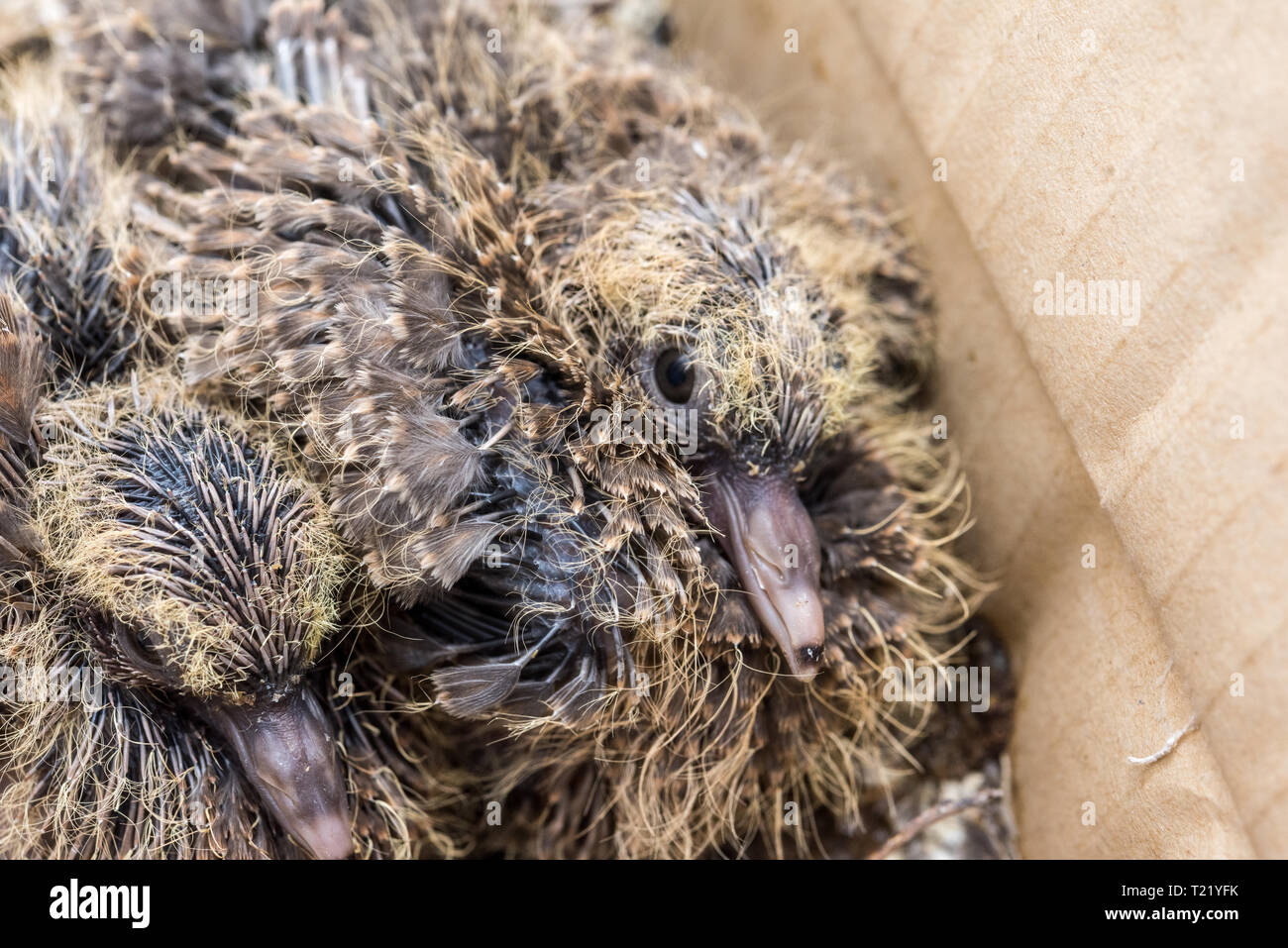baby dove for newborn