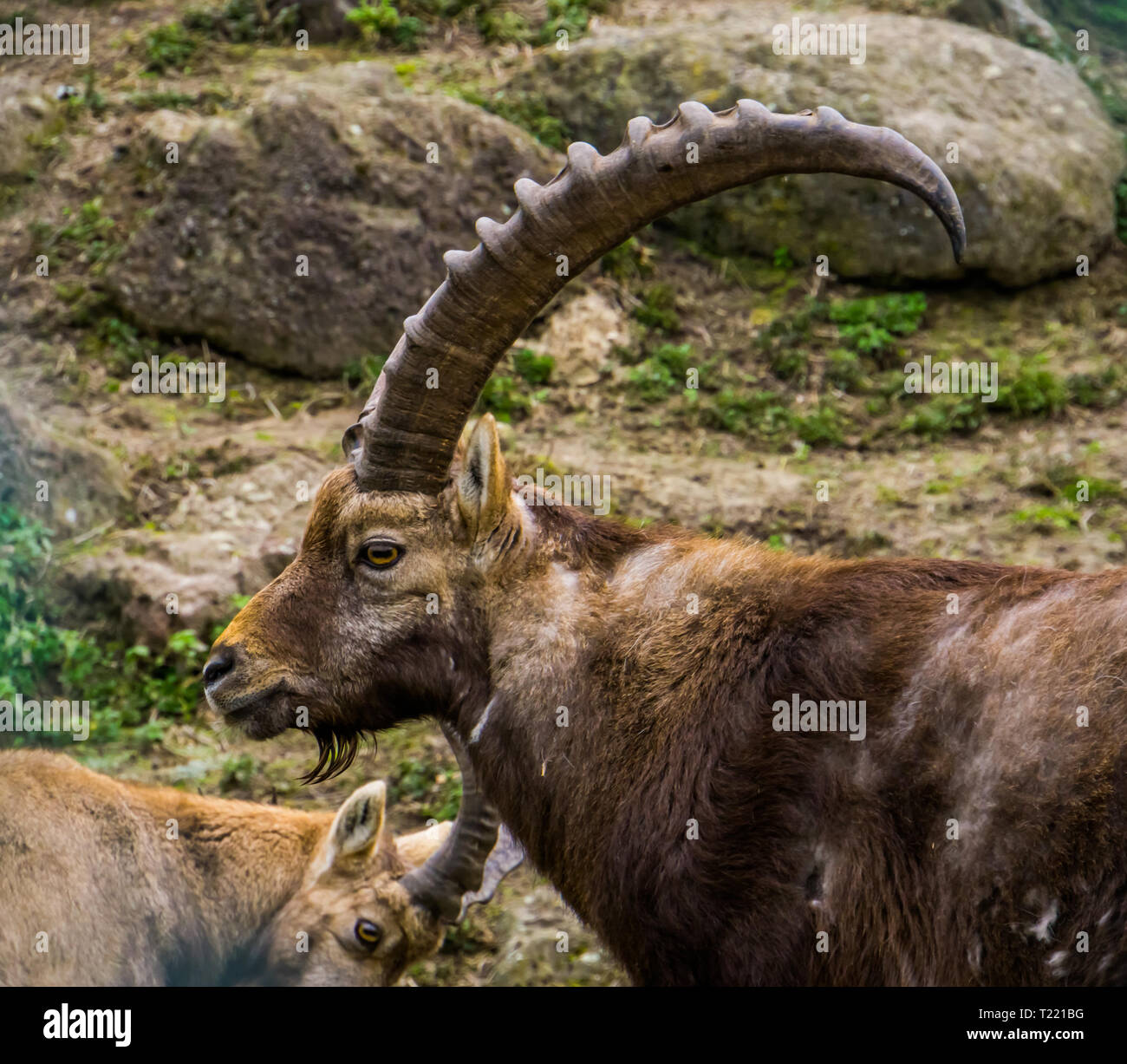 The face of a male alpine ibex with horns in closeup, Animal of the  European alps Stock Photo - Alamy