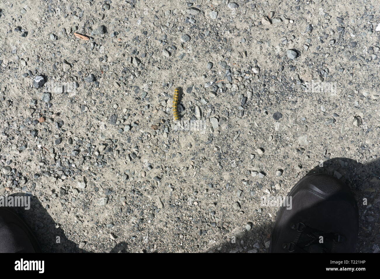 Caterpillar isolated on a hiking trail, on concret, stone, in the alps, germany Stock Photo